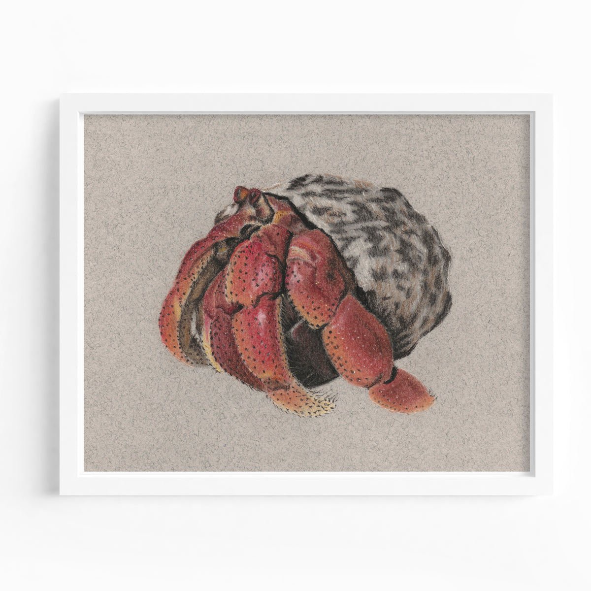 Hermit Crab Fine Art Print - Jessica Crisci Art