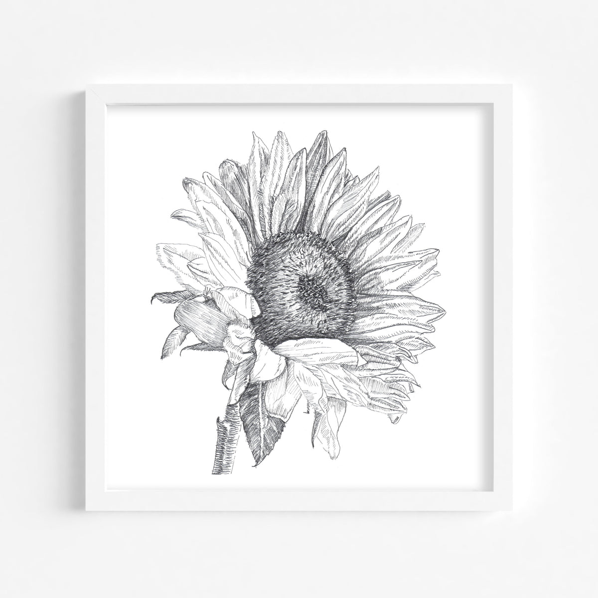 Sunflower Study in Grey Fine Art Print