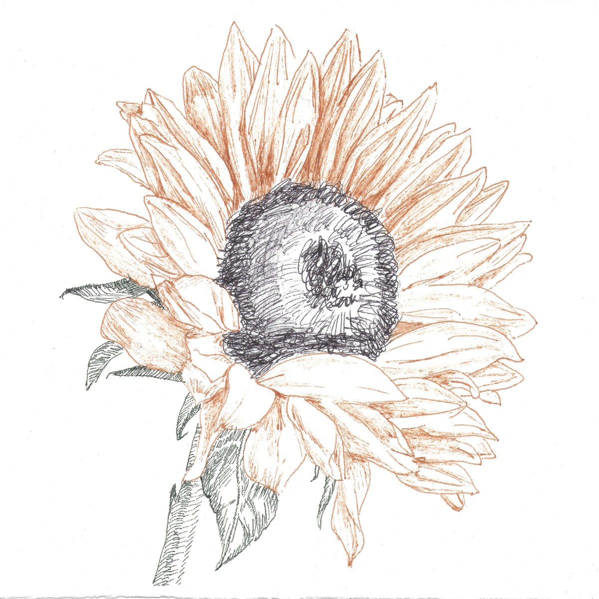 Sunflower Study - Colored Ballpoint Pen 5&quot; x 5&quot;