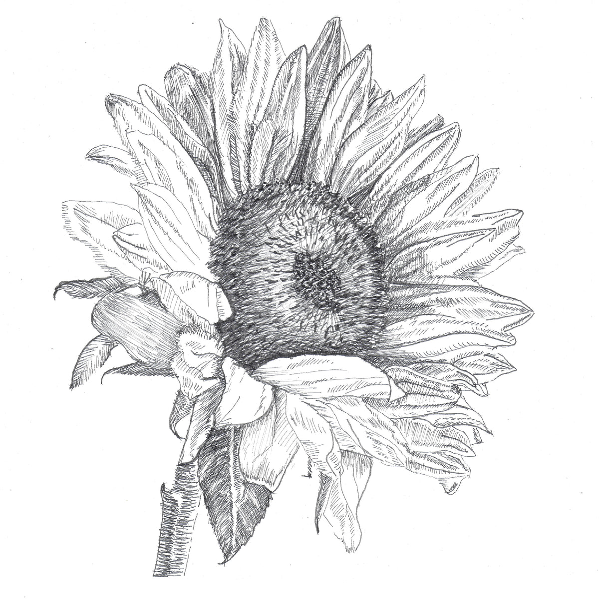 Sunflower Study - Pen and Ink 5&quot; x 5&quot;