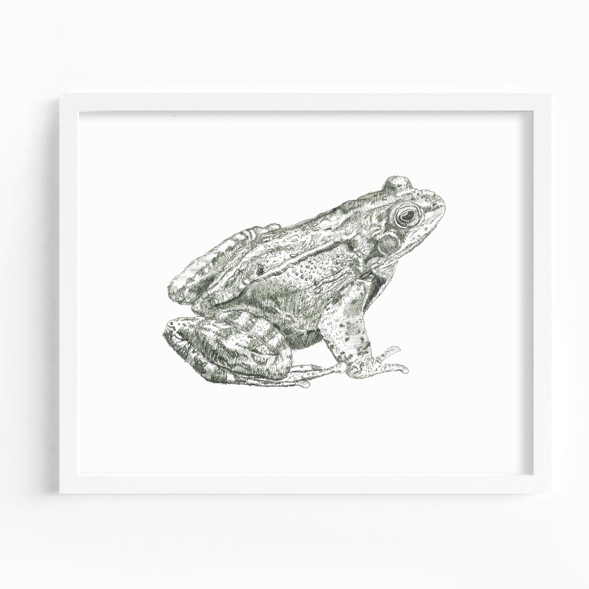Frog Fine Art Print