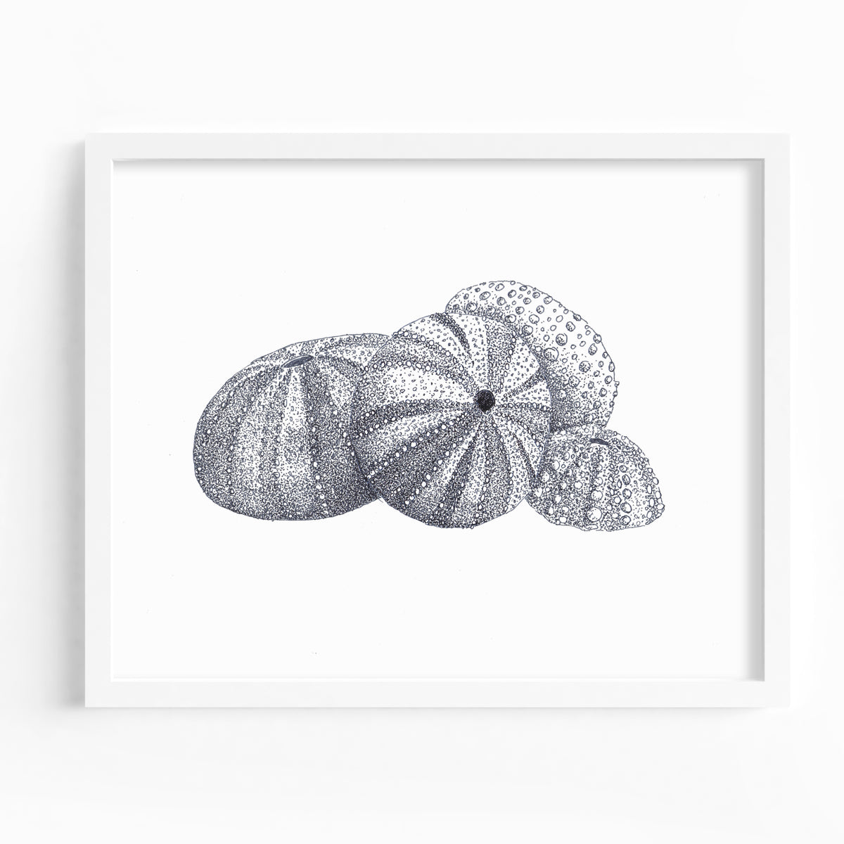 Sea Urchins Fine Art Print