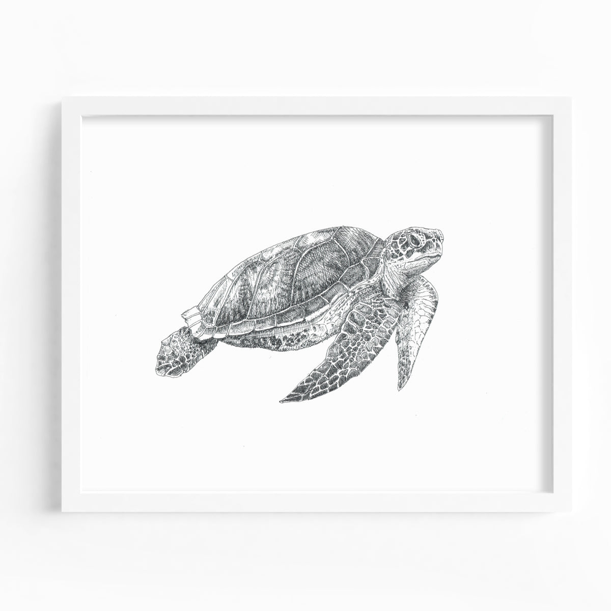 SoCal Sea Turtle Fine Art Print