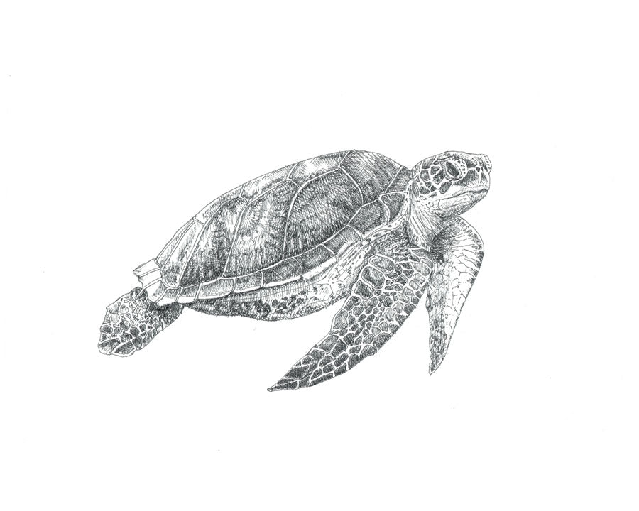 SoCal Sea Turtle Fine Art Print